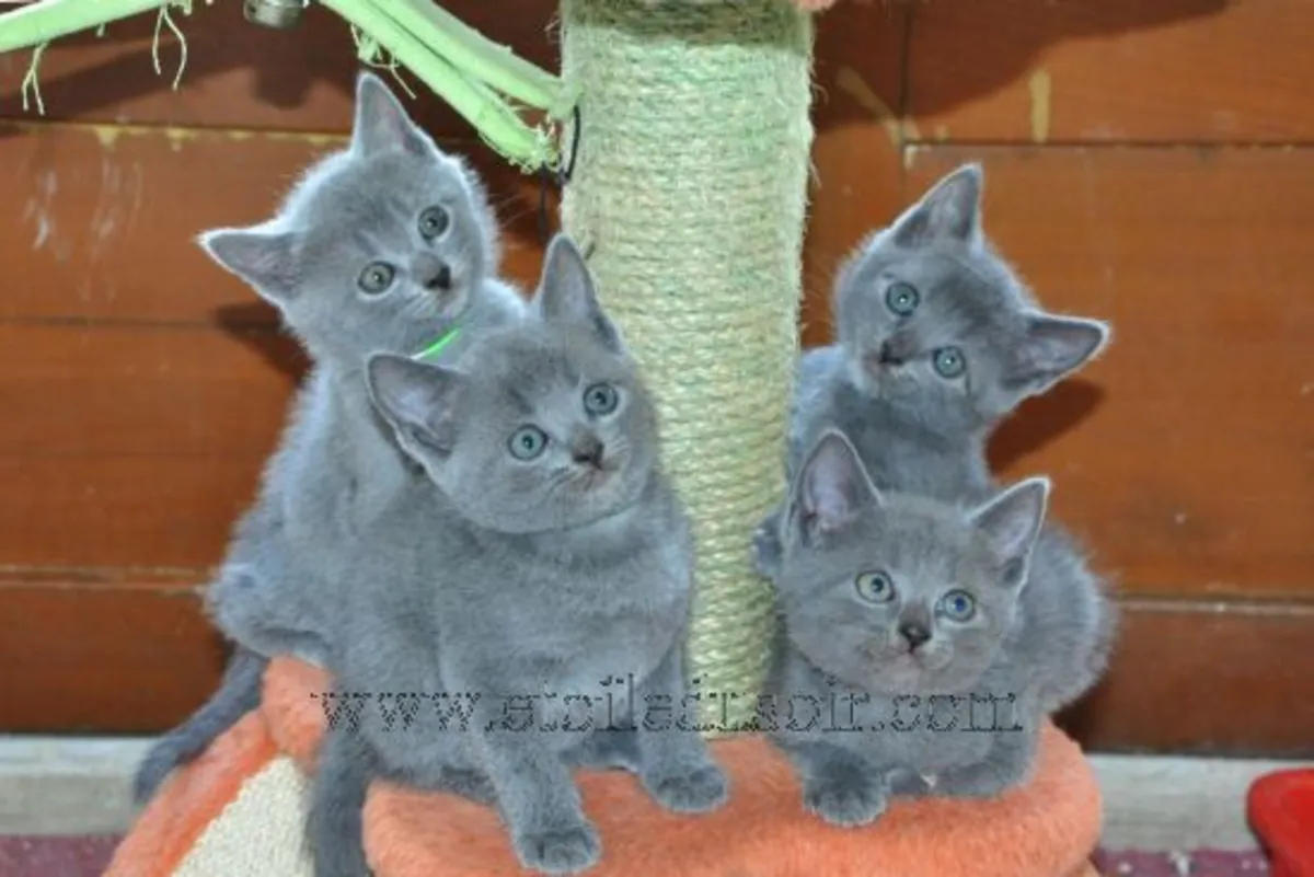 Чистокровные котята Шартрё