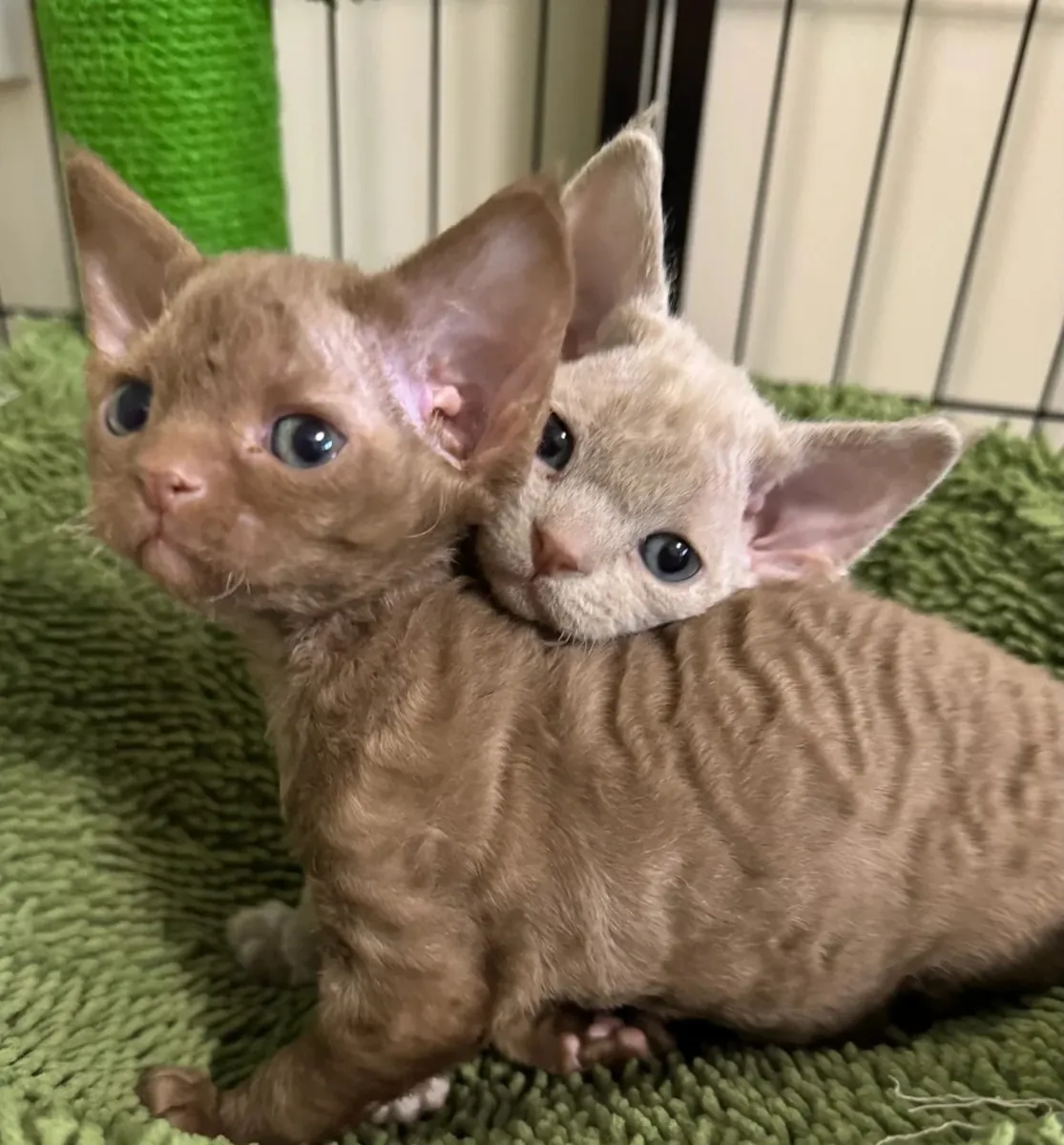 Devon Rex Yavruları