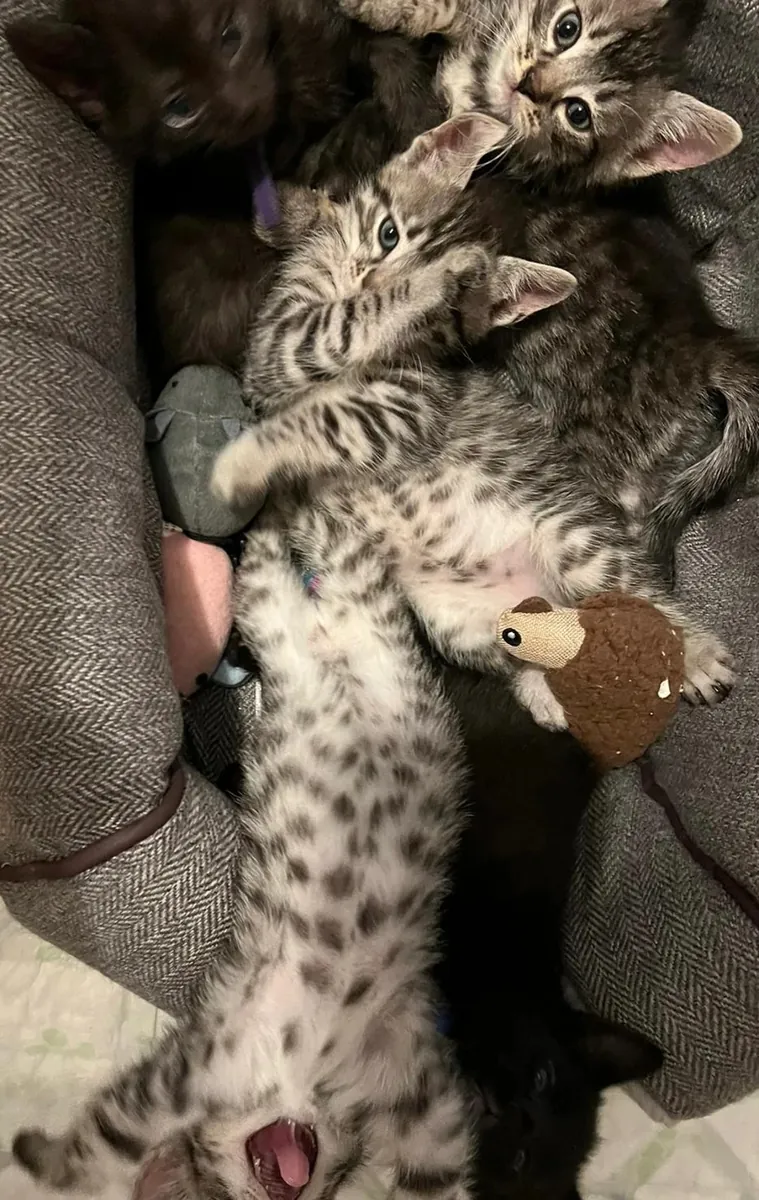 Chatons Egyptian Mau