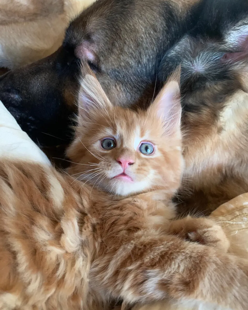 令人印象深刻的缅因猫小猫