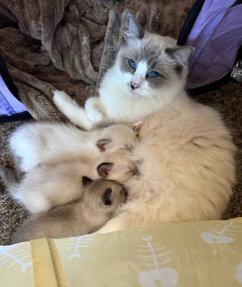 Précieux chatons Ragamese