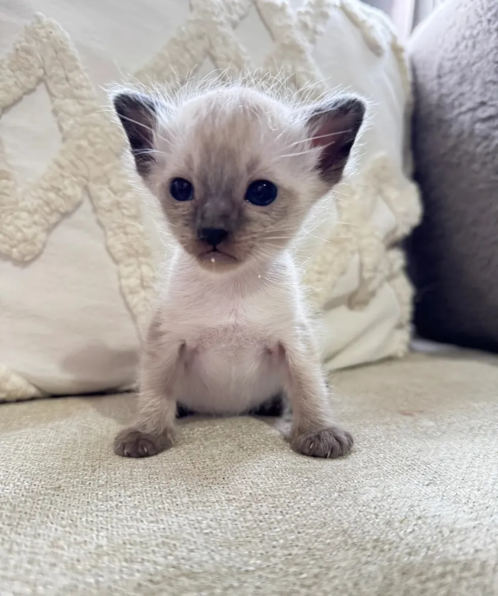 Précieux chatons Ragamese