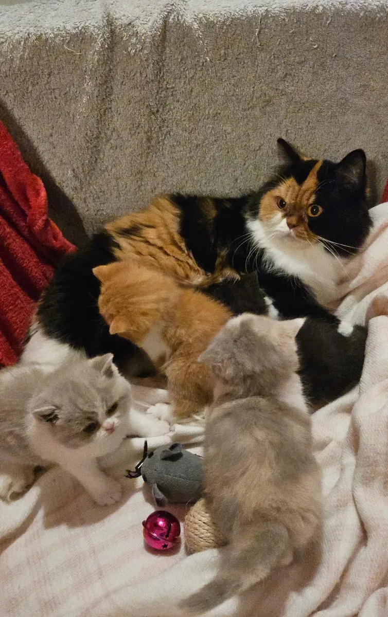 Düz Tüy Selkirk Rex Yavruları