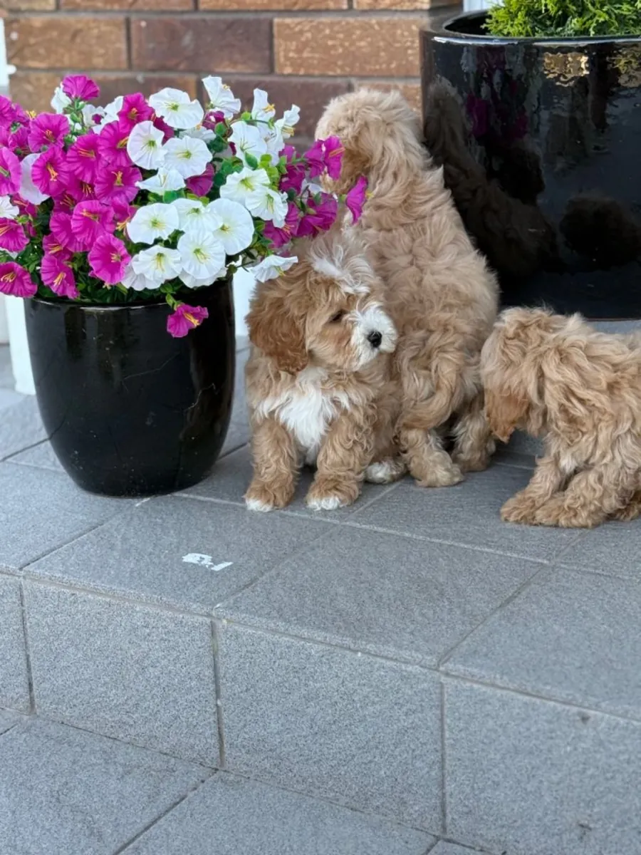 Preciosa camada de cachorros Cavapoo