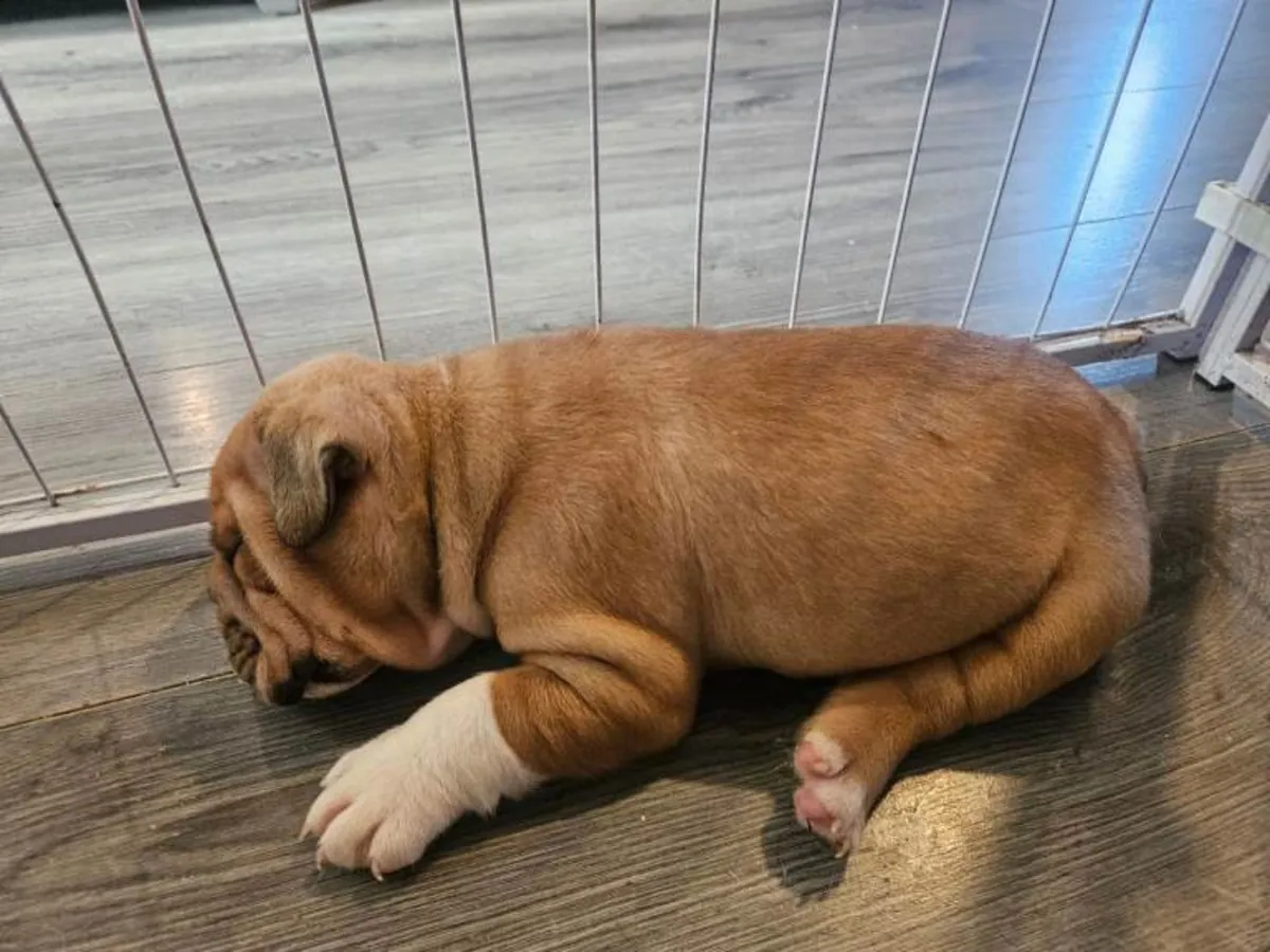 Chiots de Bulldog Anglais très ridés