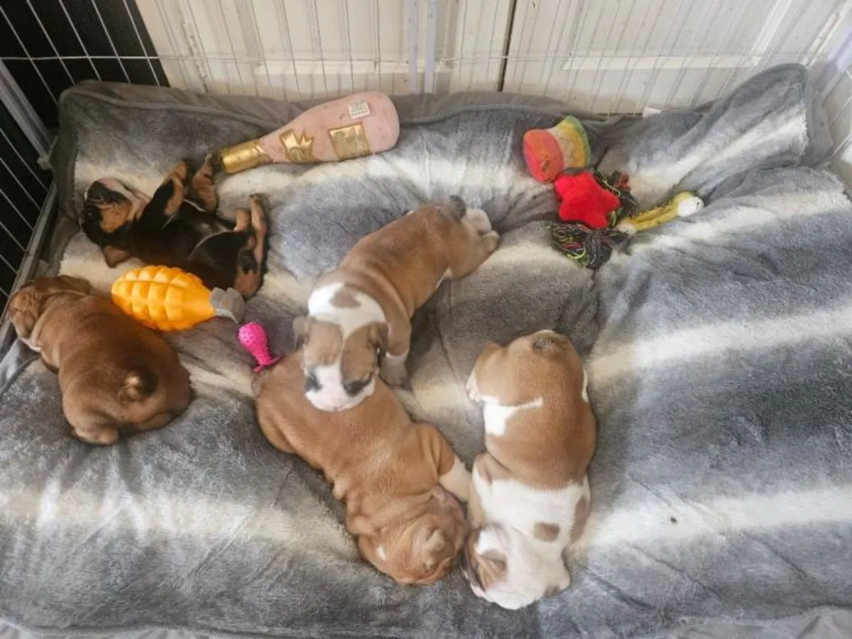Chiots de Bulldog Anglais très ridés