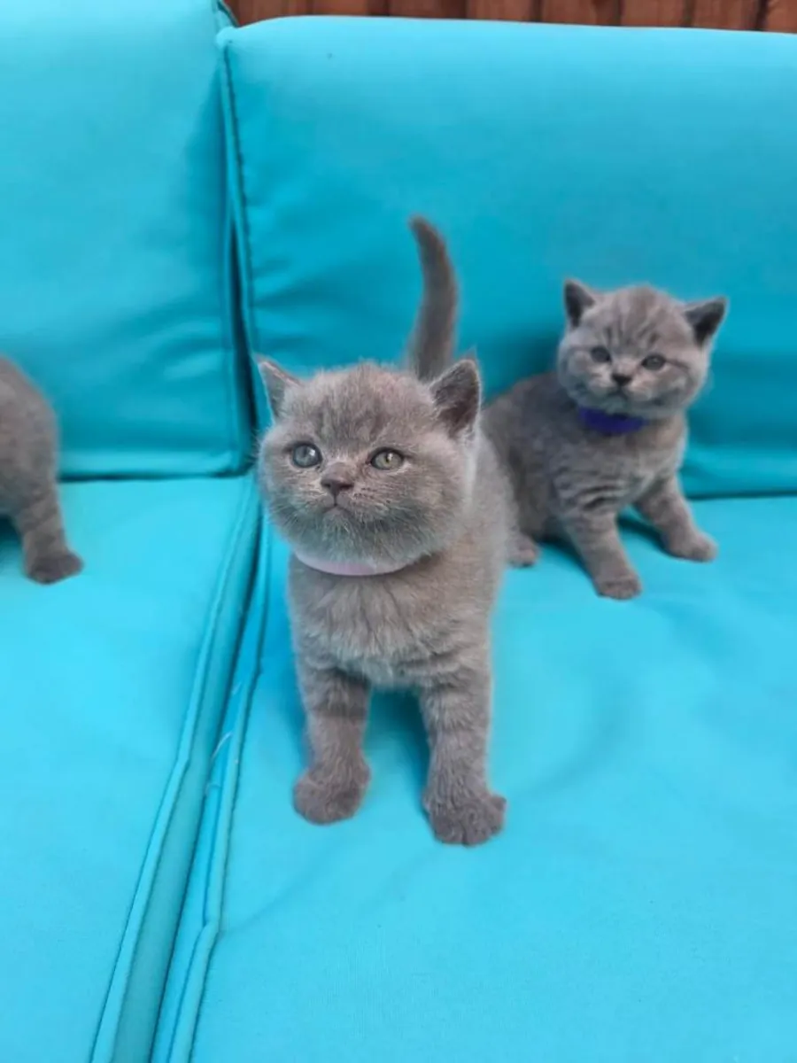 Gatitos British Shorthair azules (machos y hembras)