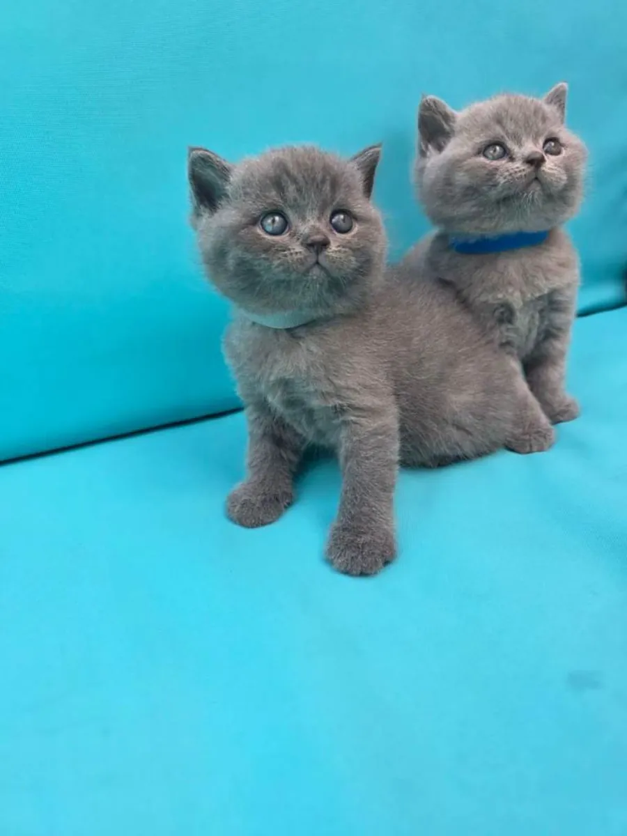 Gatitos British Shorthair azules (machos y hembras)