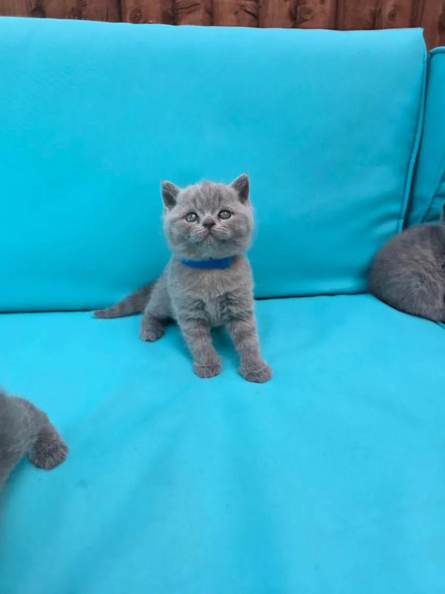 Gatitos British Shorthair azules (machos y hembras)
