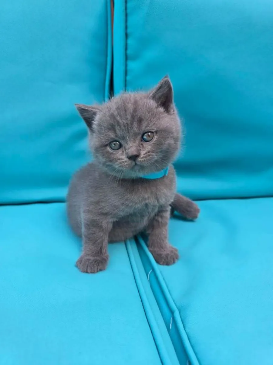 Gatitos British Shorthair azules (machos y hembras)