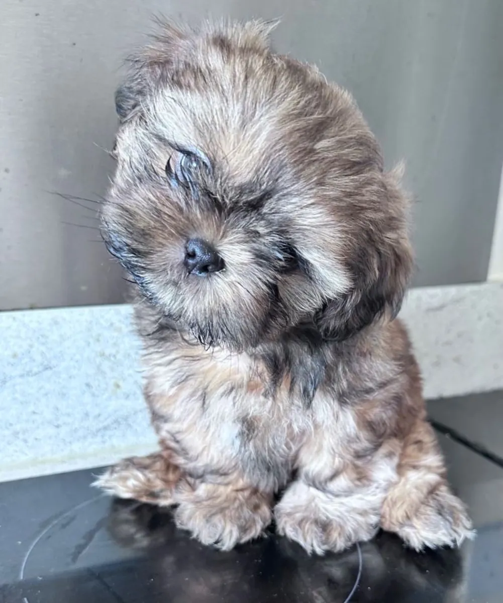 随时可以交付的西施犬幼犬