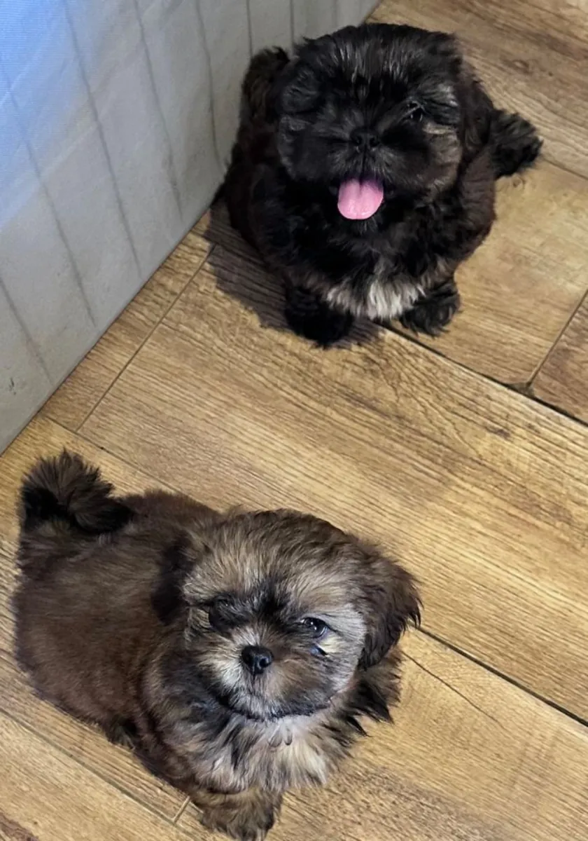 随时可以交付的西施犬幼犬
