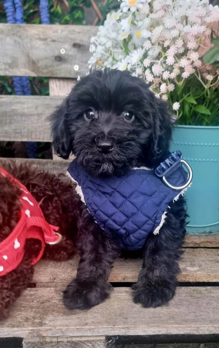 Adorables cachorros Cockapoo F1b