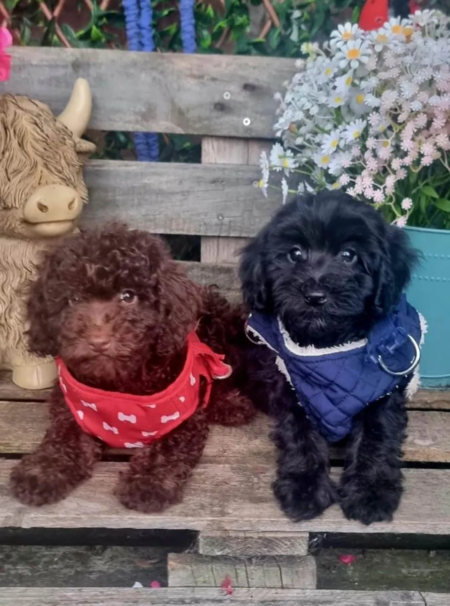Adorables cachorros Cockapoo F1b