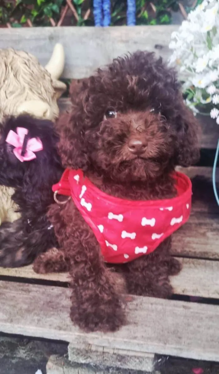 Adorables cachorros Cockapoo F1b