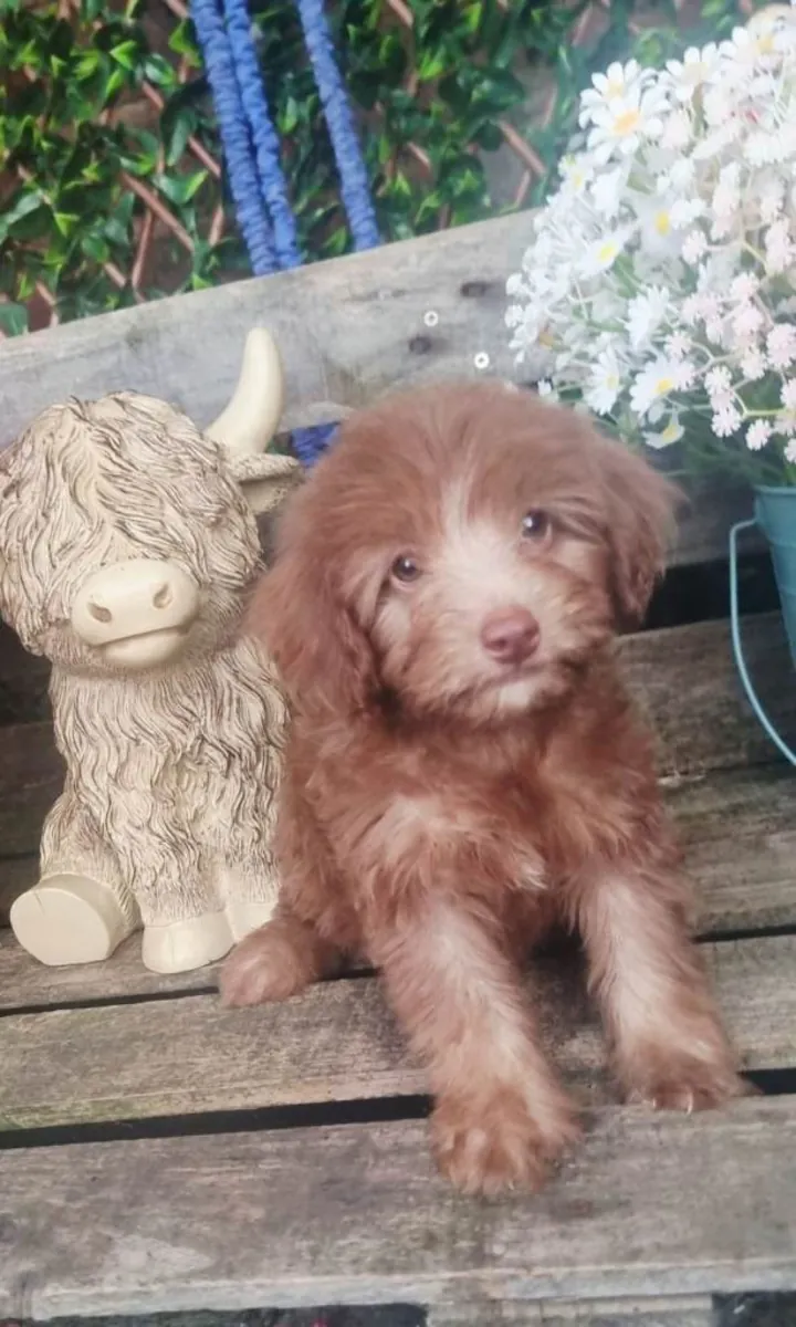 Adorables cachorros Cockapoo F1b
