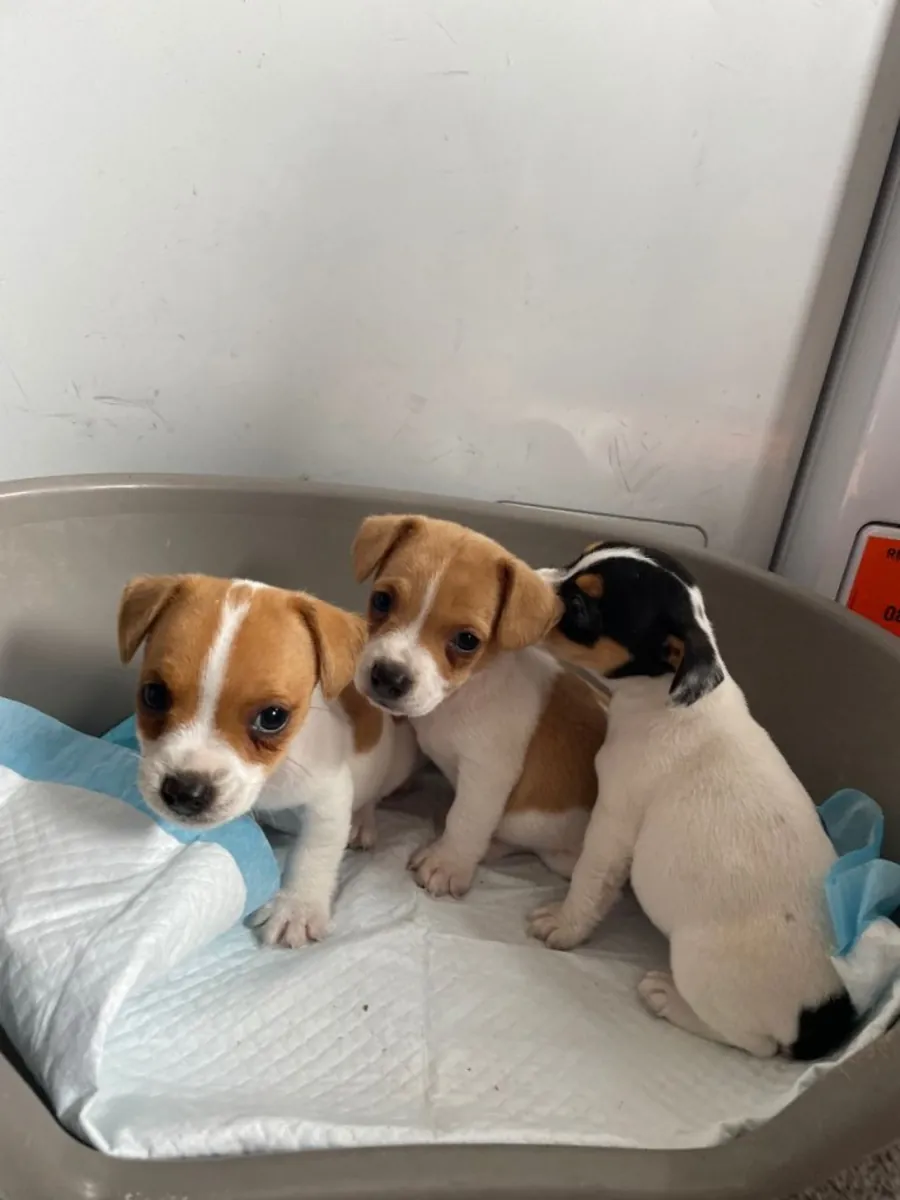 我有3只可爱的雄性杰克拉塞尔犬，准备好去新家。