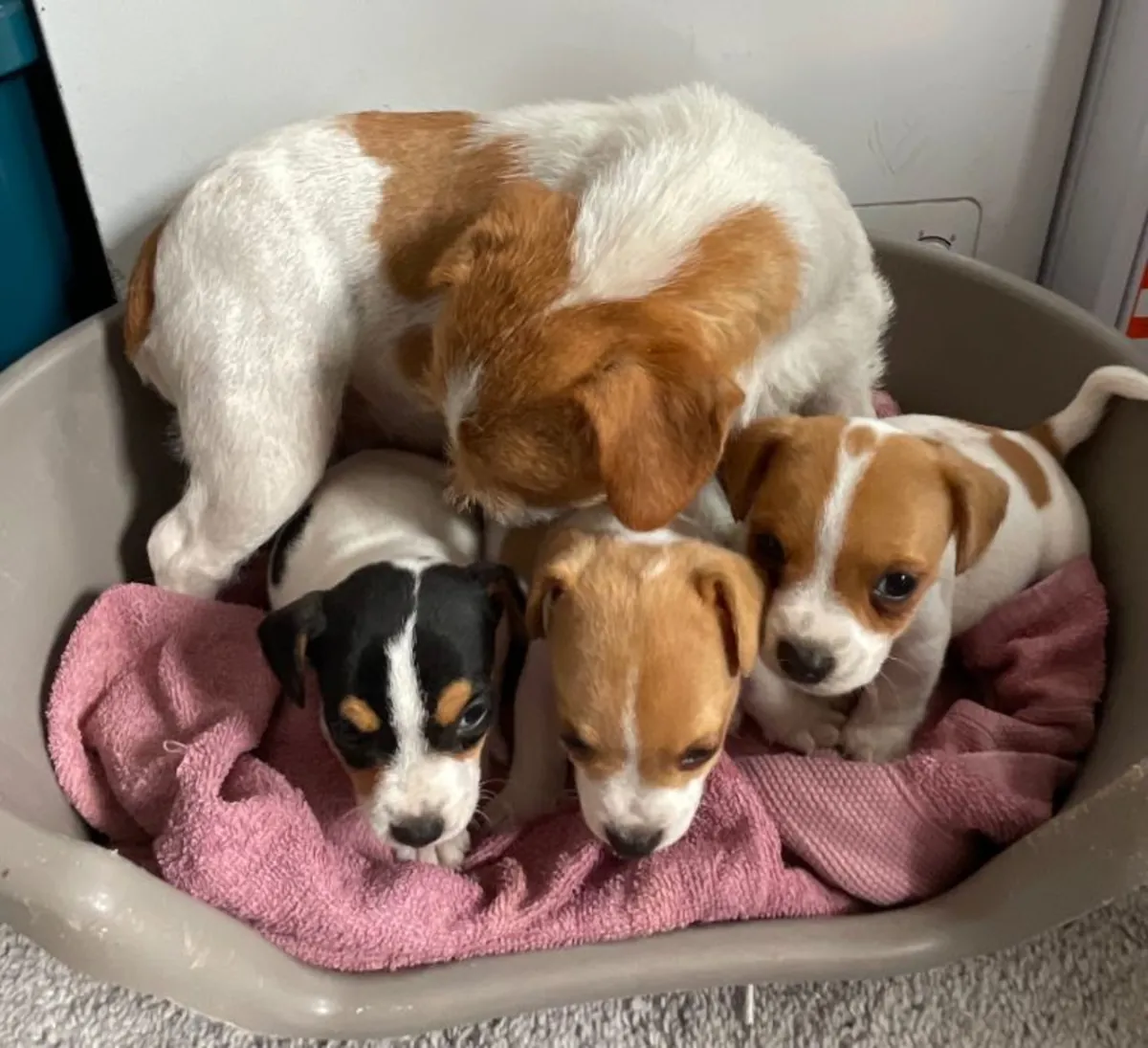 我有3只可爱的雄性杰克拉塞尔犬，准备好去新家。