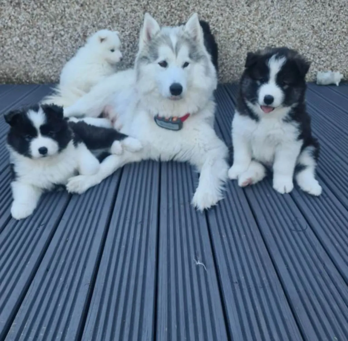 Hermosos cachorros de Samoyedo.