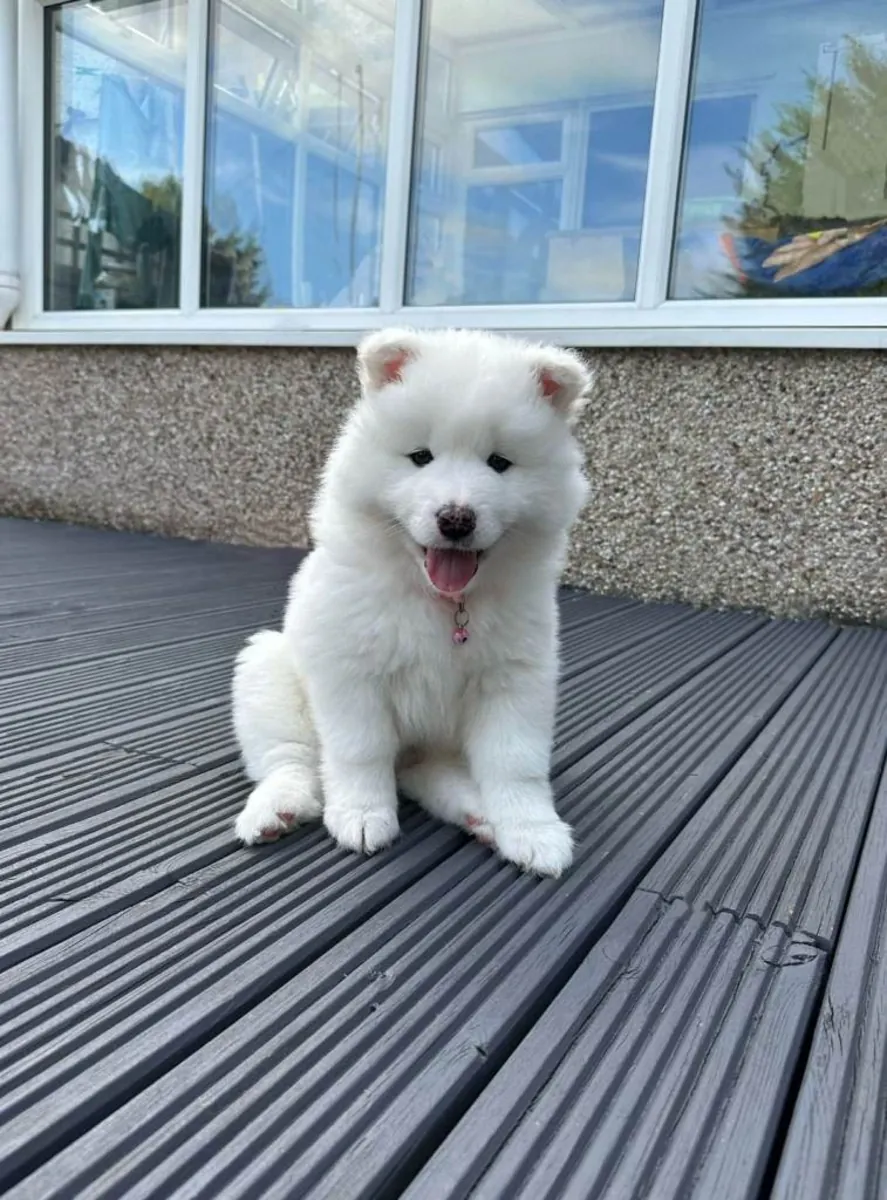 Hermosos cachorros de Samoyedo.