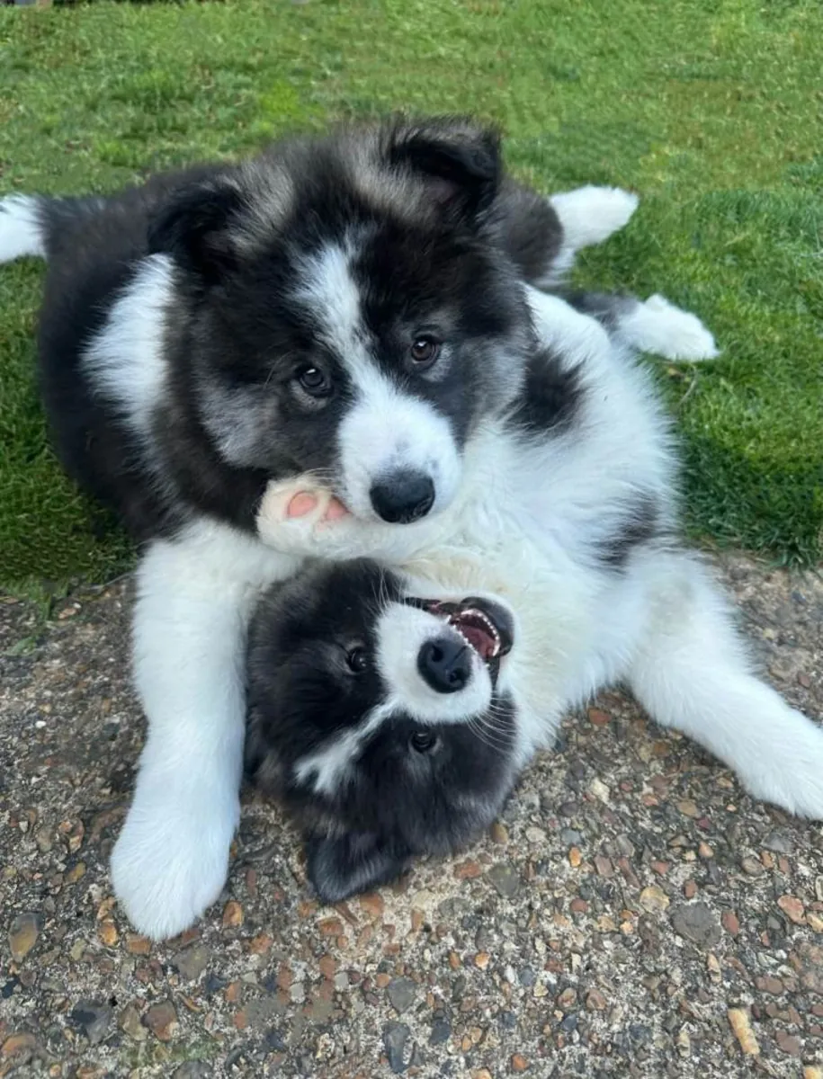 Hermosos cachorros de Samoyedo.