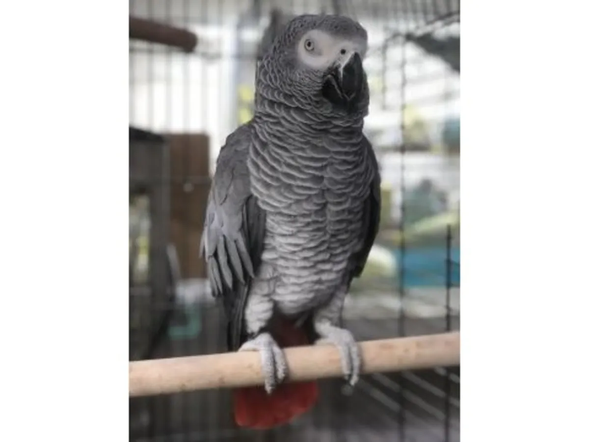 聪明友好的非洲灰鹦鹉寻找新家庭