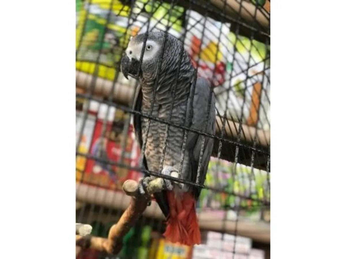 聪明友好的非洲灰鹦鹉寻找新家庭