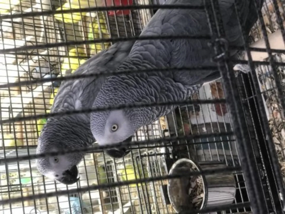 聪明友好的非洲灰鹦鹉寻找新家庭