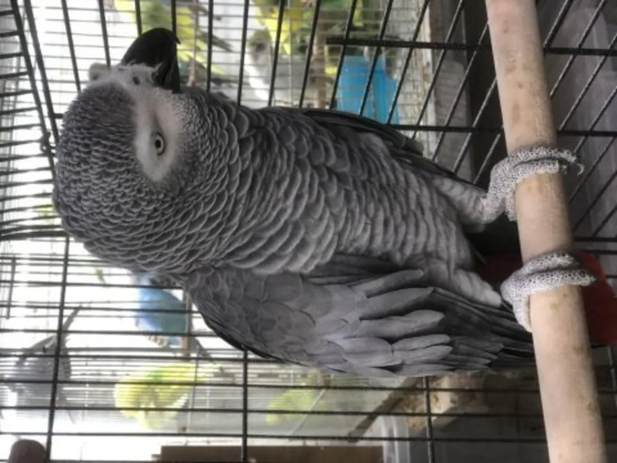 聪明友好的非洲灰鹦鹉寻找新家庭