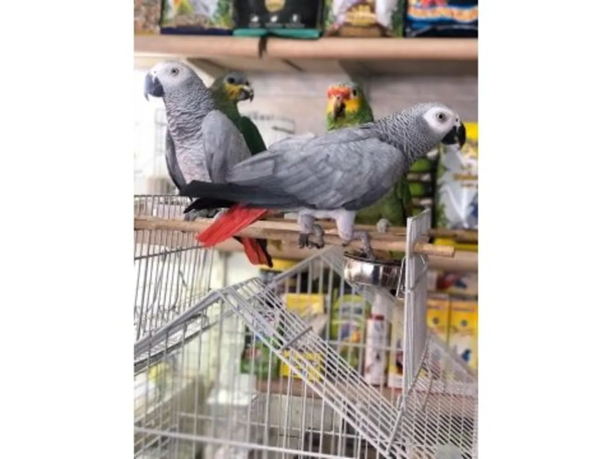 聪明友好的非洲灰鹦鹉寻找新家庭