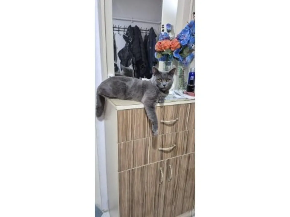 Un gato británico de pelo corto tranquilo busca un hogar estable.