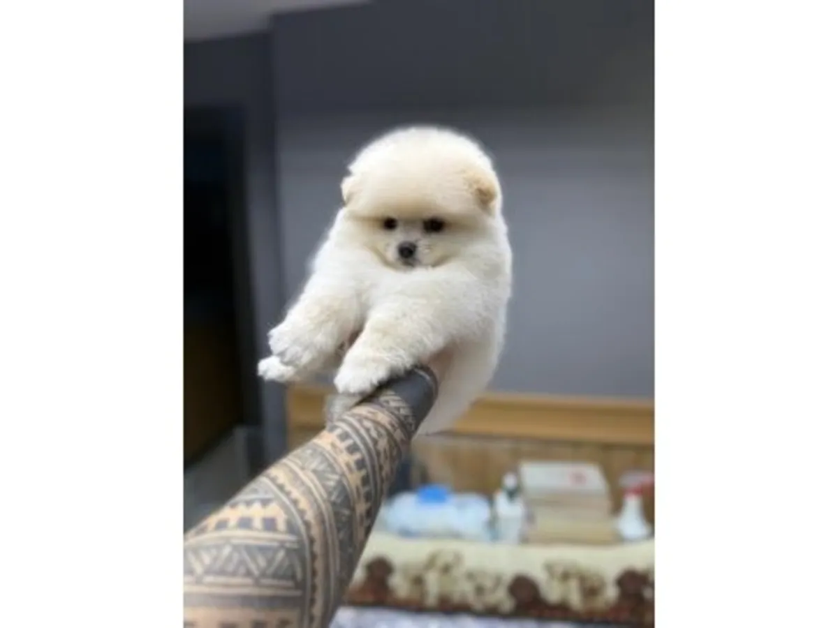 Оживлённый белый померанский шпиц ищет любящую семью.