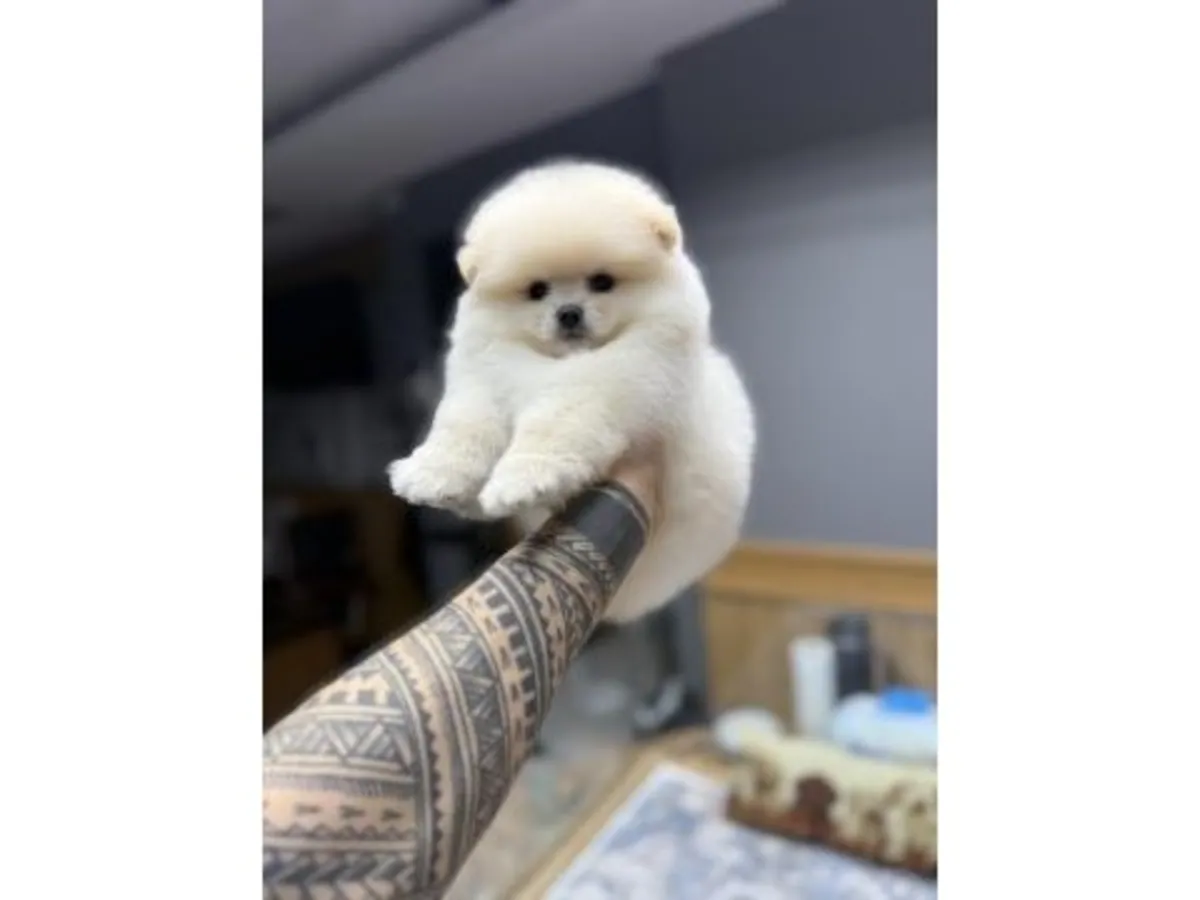 Оживлённый белый померанский шпиц ищет любящую семью.