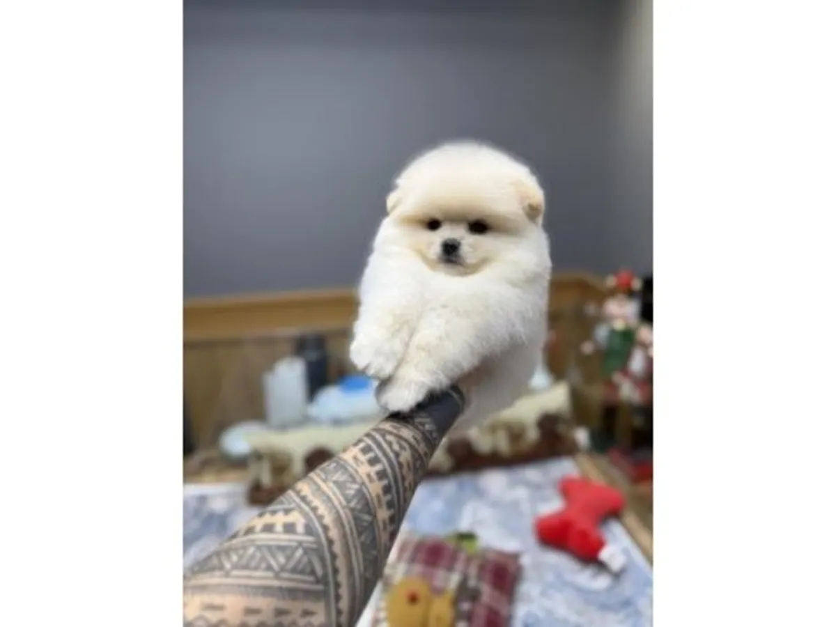 Оживлённый белый померанский шпиц ищет любящую семью.