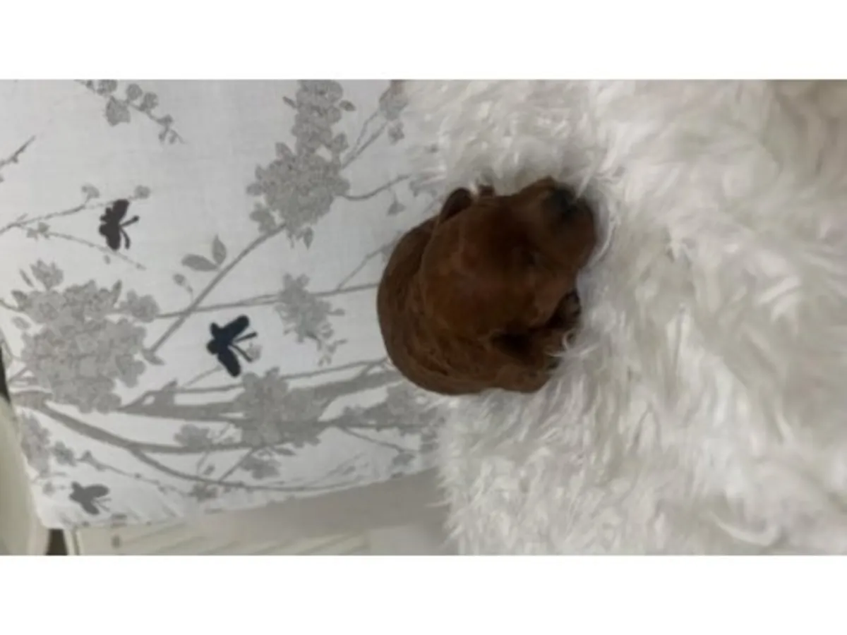 Intelligent brown poodle puppy for sale