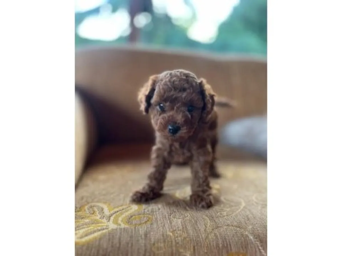 Intelligent brown poodle puppy for sale