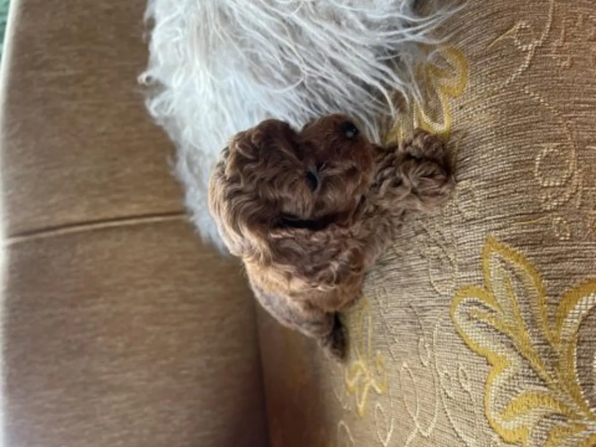 Intelligent brown poodle puppy for sale