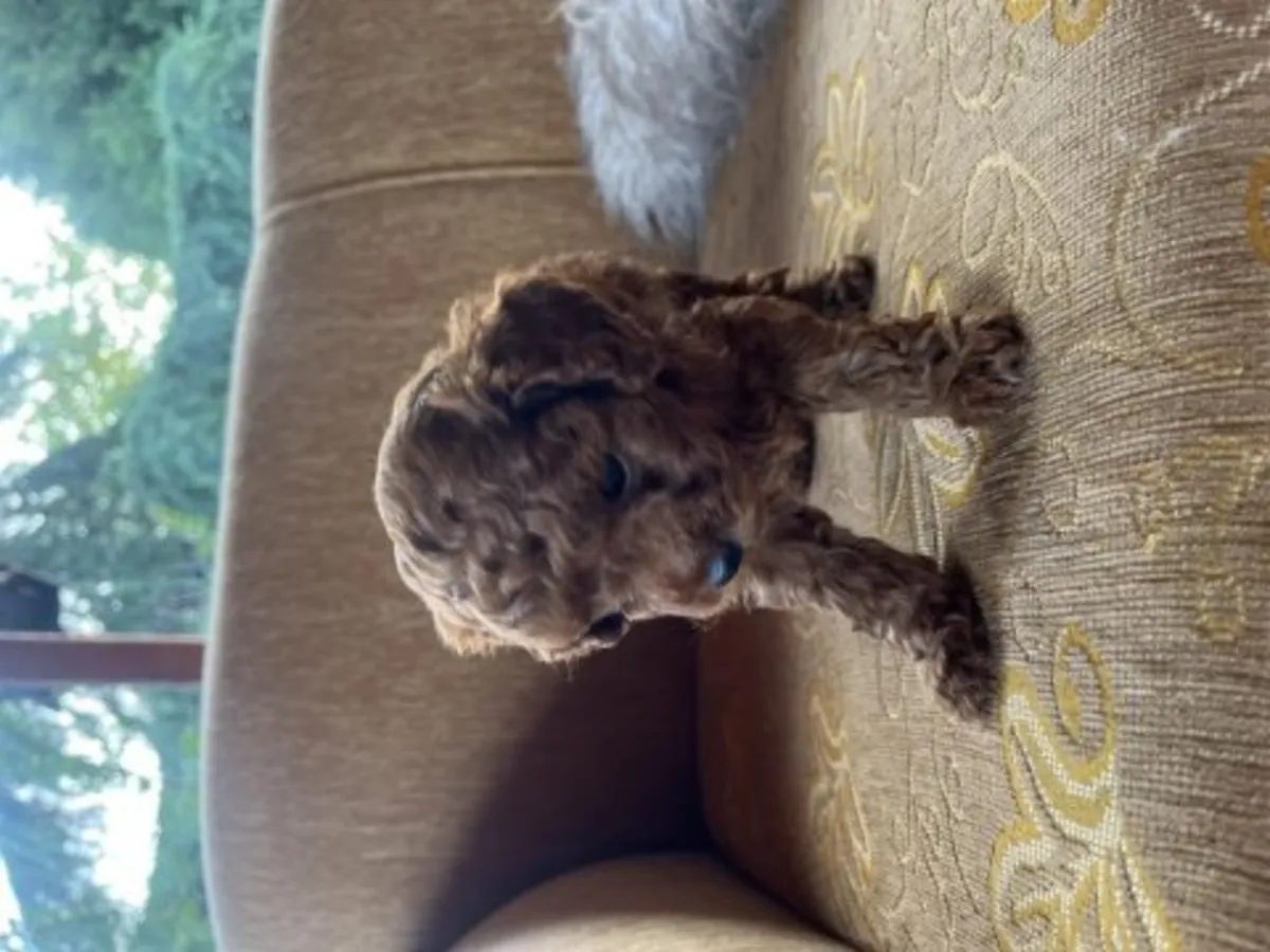 Intelligent brown poodle puppy for sale