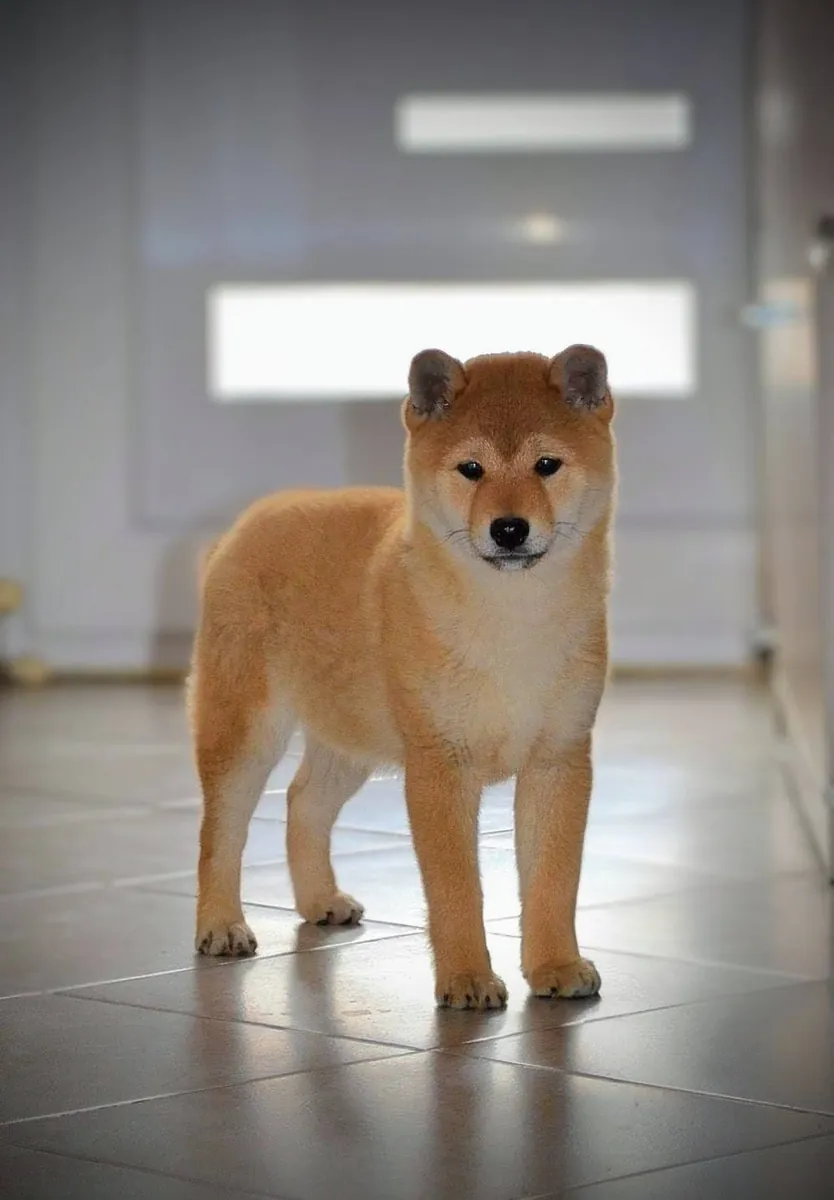 Un Shiba Inu activo y leal está buscando un nuevo dueño.