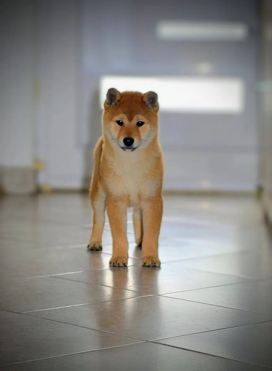 Un Shiba Inu activo y leal está buscando un nuevo dueño.