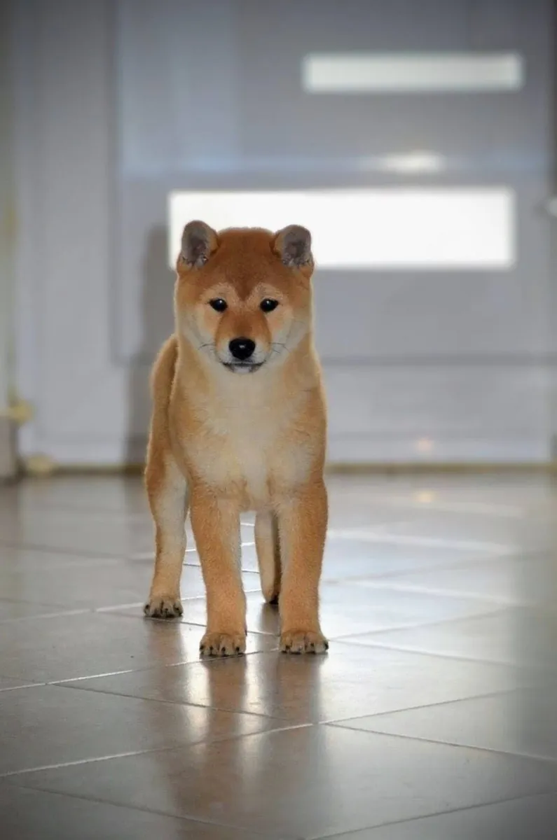Un Shiba Inu activo y leal está buscando un nuevo dueño.