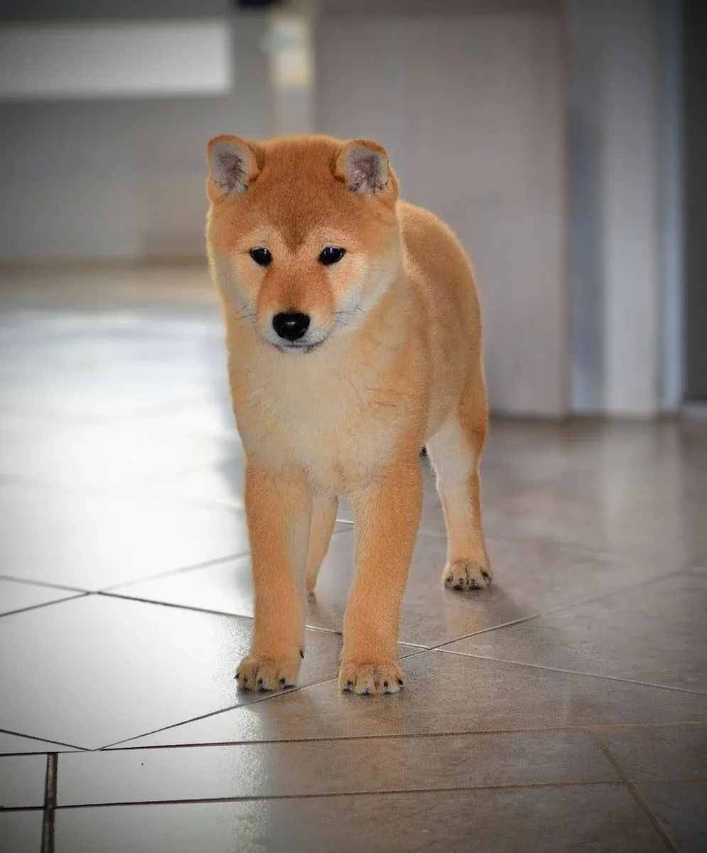Un Shiba Inu activo y leal está buscando un nuevo dueño.