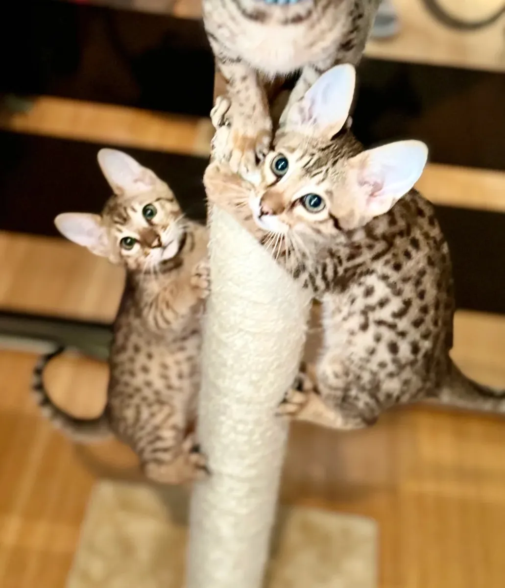 Özel Savannah Kedi Yavruları