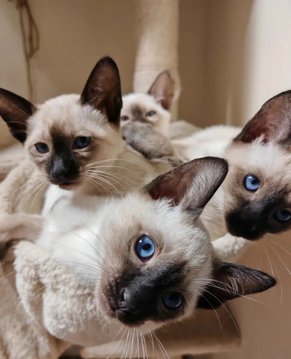 Сиамские котята