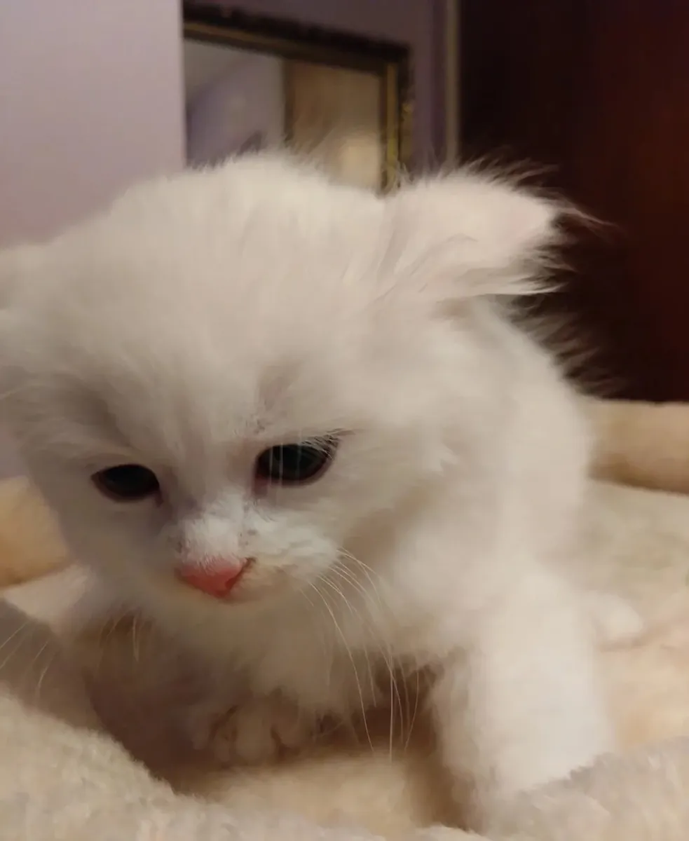 Пухлые сибирские котята