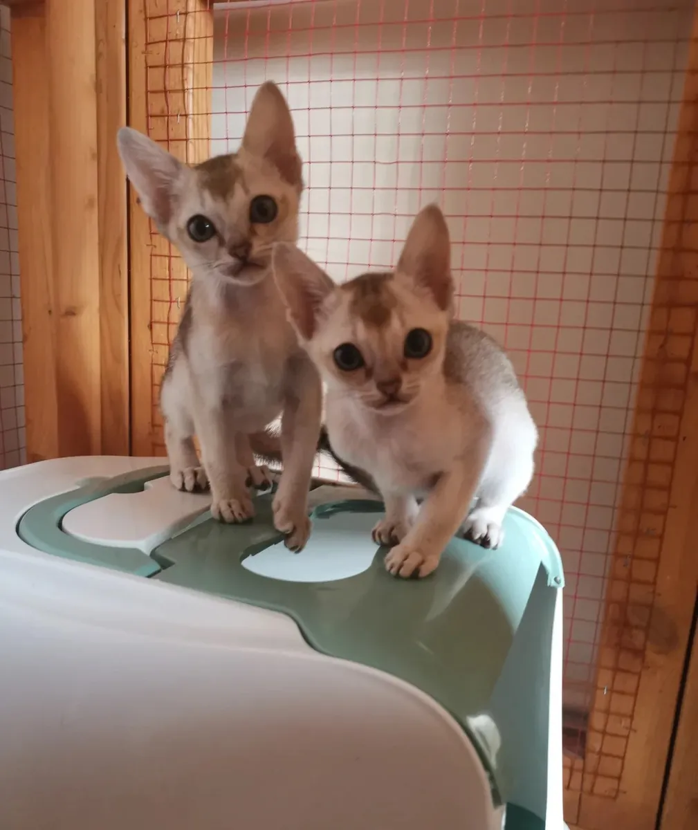 Chatons Singapura enregistrés
