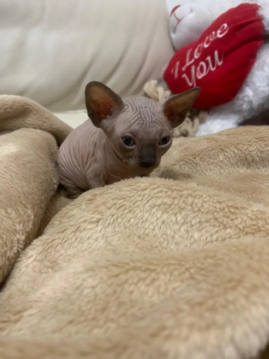 可供领养的斯芬克斯小猫