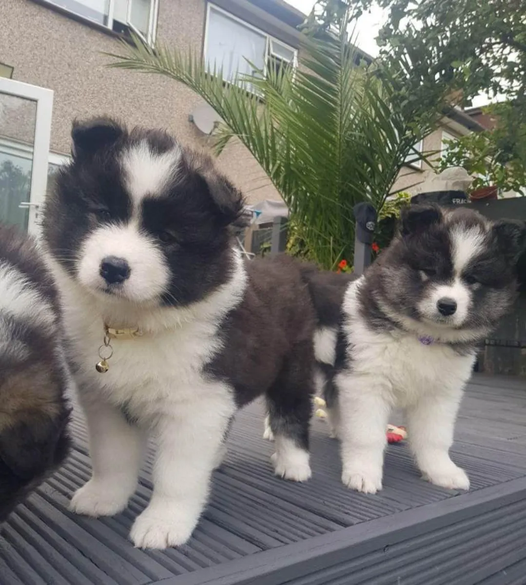 Beaux chiots Samoyède.