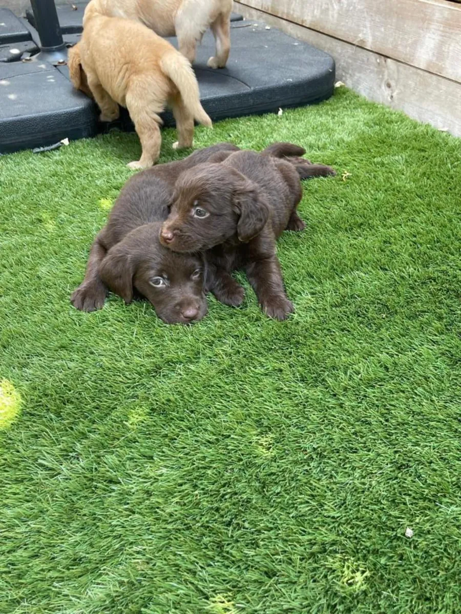 Labrador Retriever de pure race, bien qu'il ne soit pas enregistré au Kennel Club (KC).