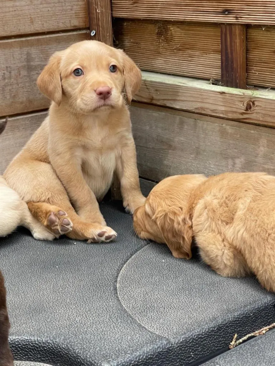 Labrador Retriever de pure race, bien qu'il ne soit pas enregistré au Kennel Club (KC).